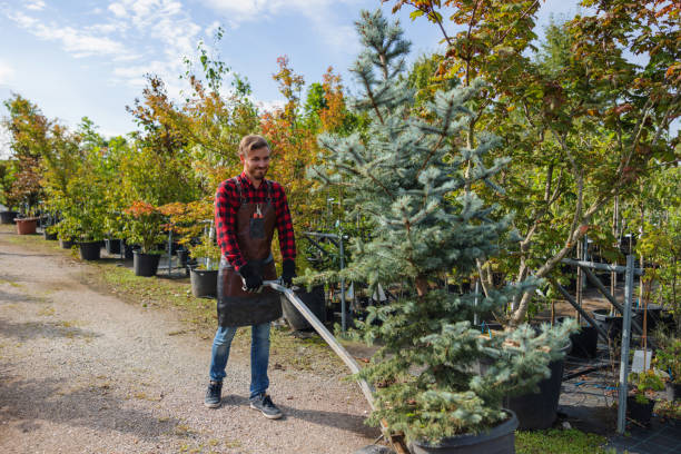 Professional Tree Service in Washington Park, FL